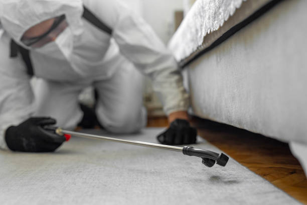Professional Bed Bug Control technician working in Chevy Chase View, MD