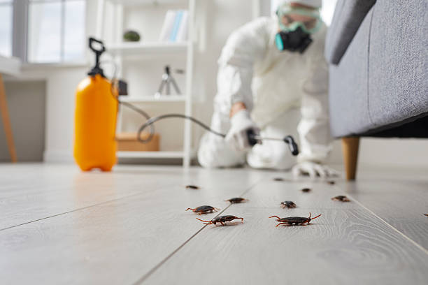 Trusted Cockroach Control service in Chevy Chase View, MD - Nex Pest Control